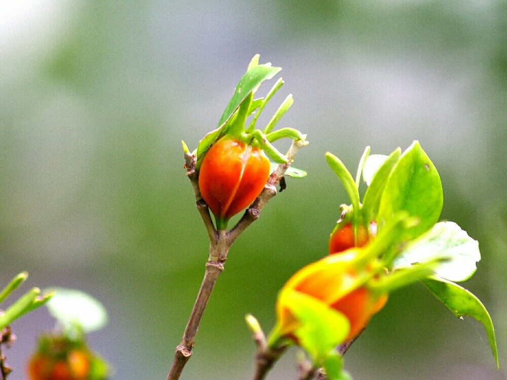 クチナシ ガーデニア の花言葉 怖い意味はある 花の香り 実の効能は Greensnap グリーンスナップ