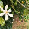 クチナシ(ガーデニア)の花言葉｜怖い意味はある？花の香り、実の効能は？の画像