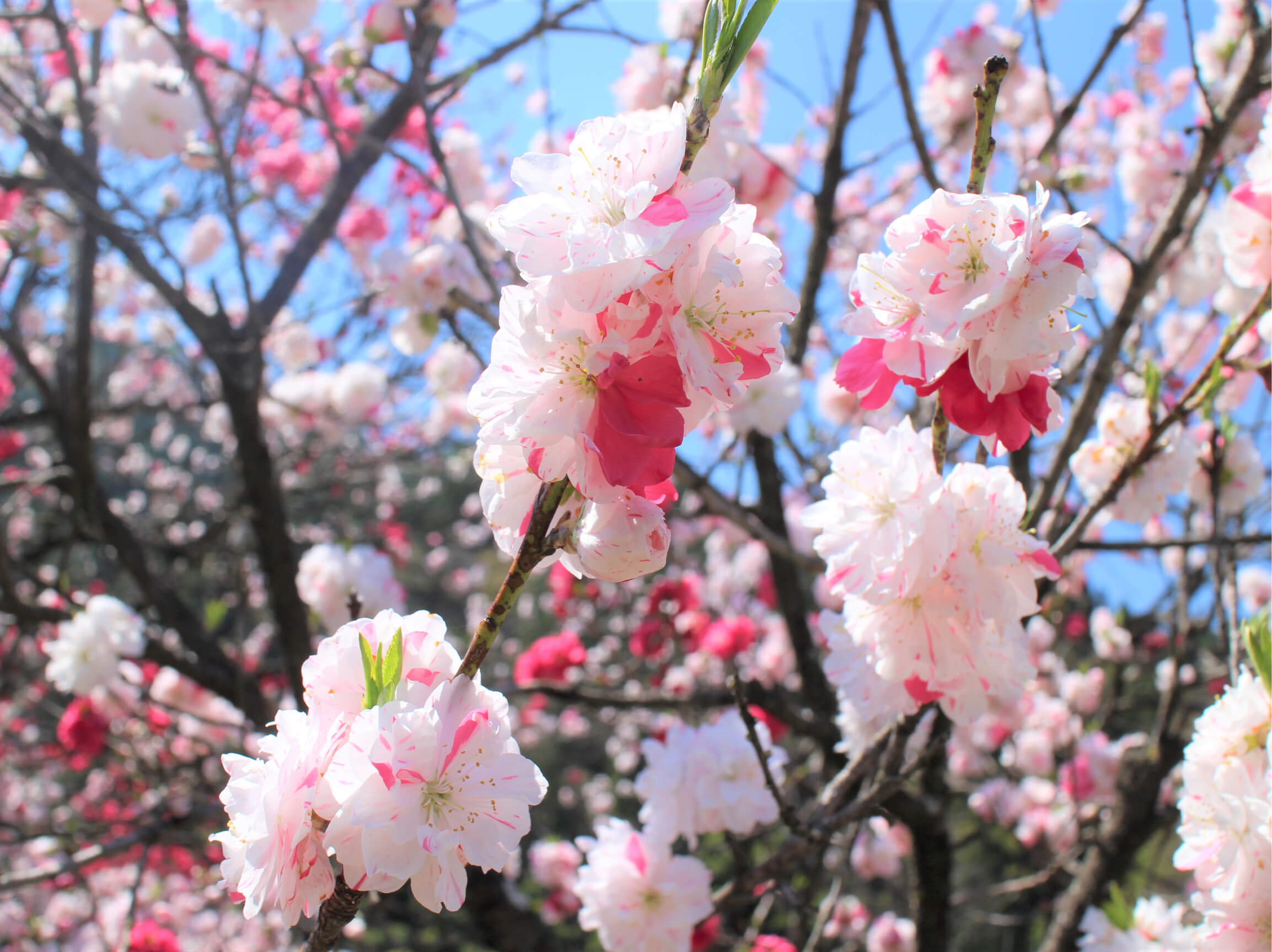 大阪直営店 矢口桃 桃の花 苗木 - 花、園芸