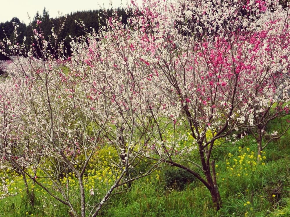 桃の花の花言葉 由来や言い伝え 実にも花言葉があるの Greensnap グリーンスナップ