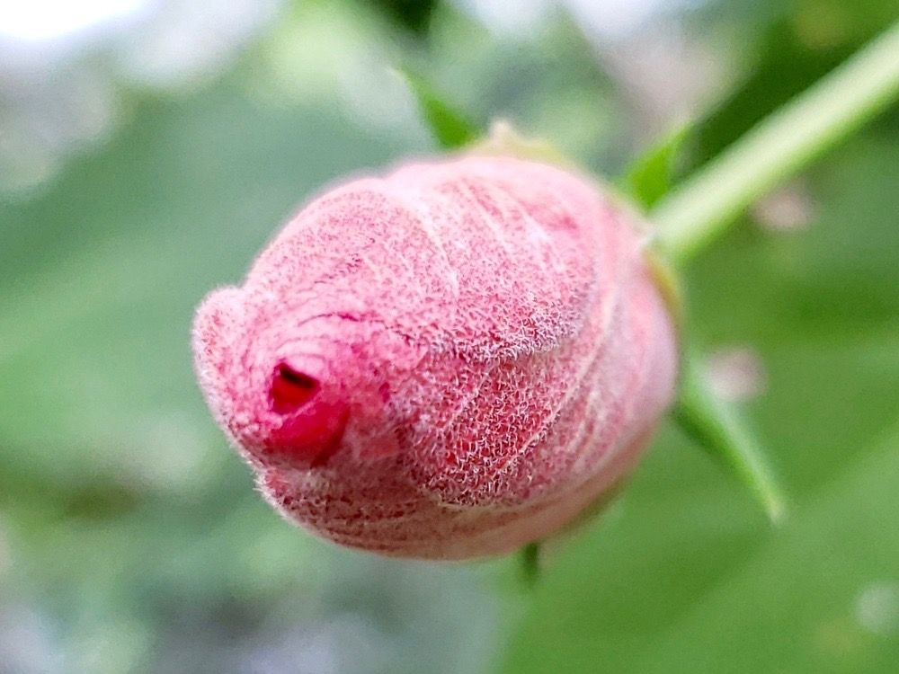 芙蓉(フヨウ)　赤い蕾