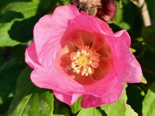 芙蓉 フヨウ の育て方 花の特徴は 水やりや肥料の頻度は Greensnap グリーンスナップ