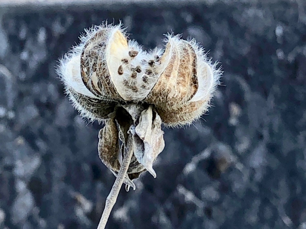 芙蓉(フヨウ)　種