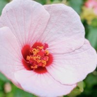 芙蓉(フヨウ)の育て方｜花の特徴は？水やりや肥料の頻度は？の画像