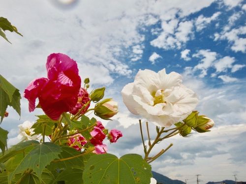 芙蓉 フヨウ の育て方 花の特徴は 水やりや肥料の頻度は Greensnap グリーンスナップ