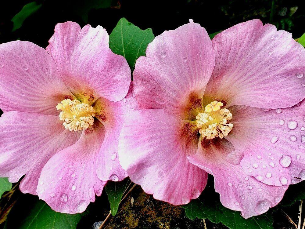 芙蓉(フヨウ)　ピンク色の花　水滴