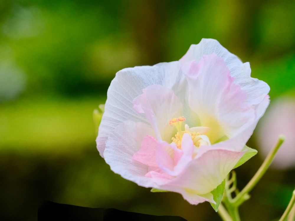 芙蓉(フヨウ)　薄桃色の花