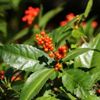 千両(センリョウ)の花言葉｜由来や種類、万両との違いの画像