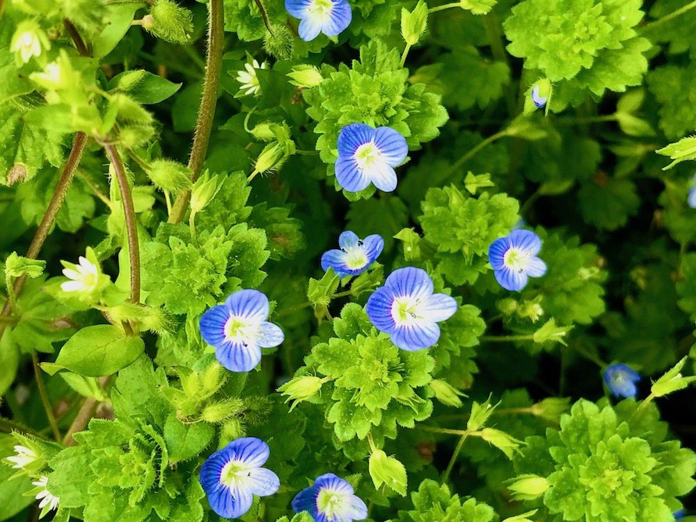 オオイヌノフグリ　青い花