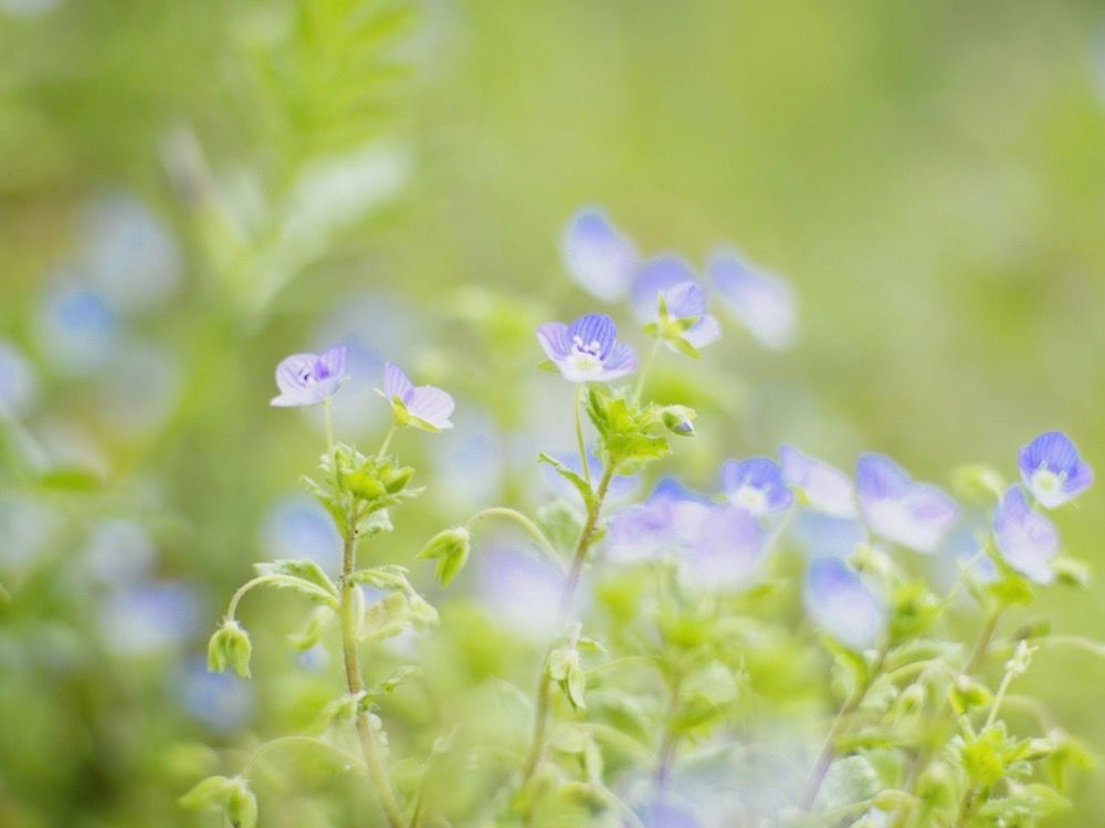 オオイヌノフグオオイヌノフグリ　紫色の花