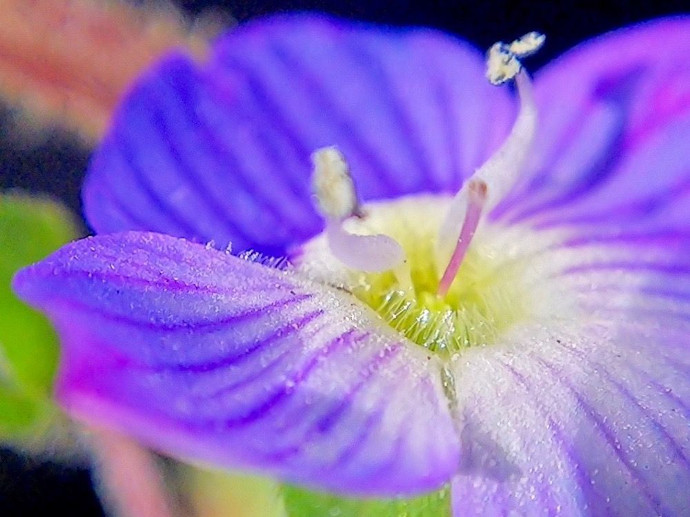 オオイヌノフグリ　紫色の花