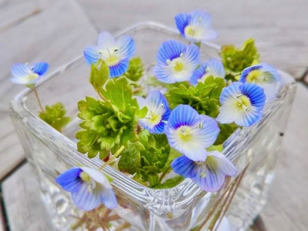 オオイヌノフグリ　青い花　ガラス鉢