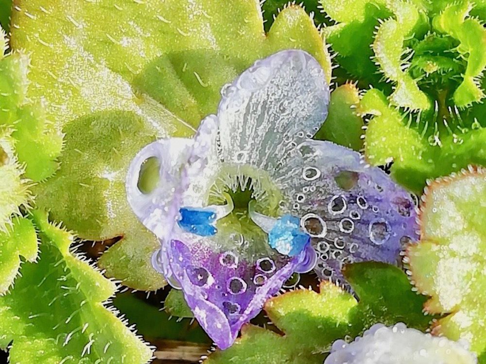 オオイヌノフグリ　紫色の花