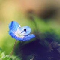 オオイヌノフグリの育て方｜水やりや肥料がいらないって本当？の画像