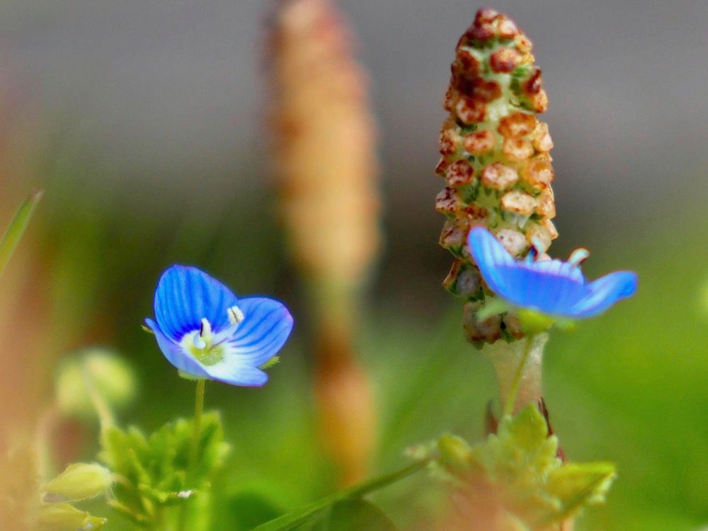 オオイヌノフグリ　青い花