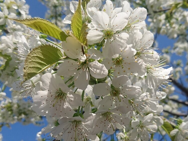 桜 サクラ の花言葉 由来や特徴 種類別の意味は Greensnap グリーンスナップ