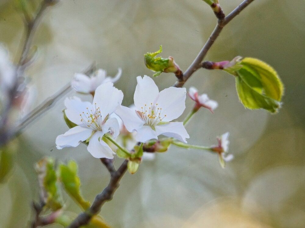 桜(サクラ)　白い花