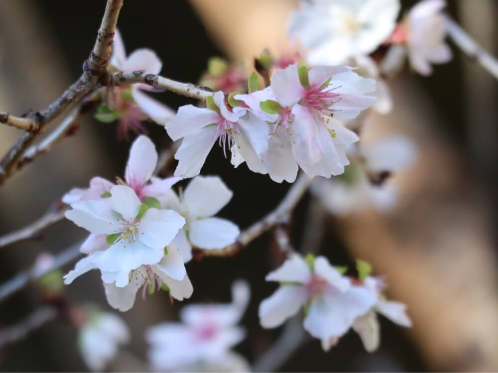 桜 サクラ の花言葉 由来や特徴 種類別の意味は Greensnap グリーンスナップ