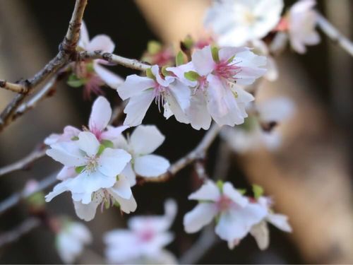 桜 サクラ の花言葉 意味が怖いといわれる由来や歴史は Greensnap グリーンスナップ