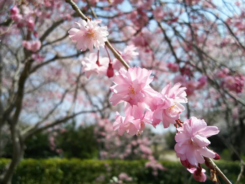 桜の剪定 時期や方法は 切るべき不要枝はどれ 剪定後の手入れは Greensnap グリーンスナップ