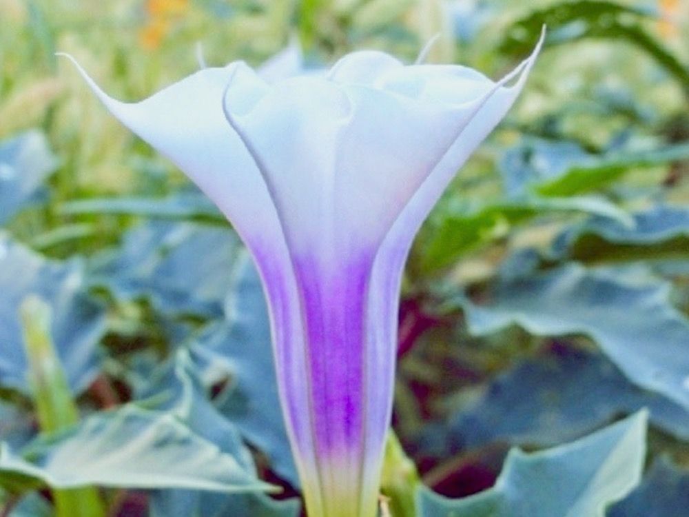 ダチュラ(チョウセンアサガオ)　紫色の花