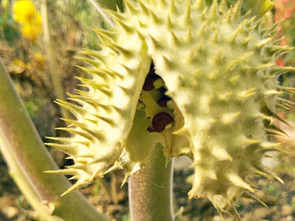 ダチュラ(チョウセンアサガオ)の育て方｜植え付け方や増やし方は