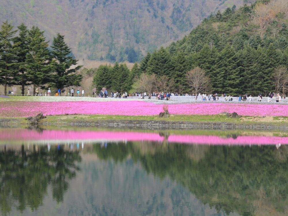 芝桜　シバザクラ