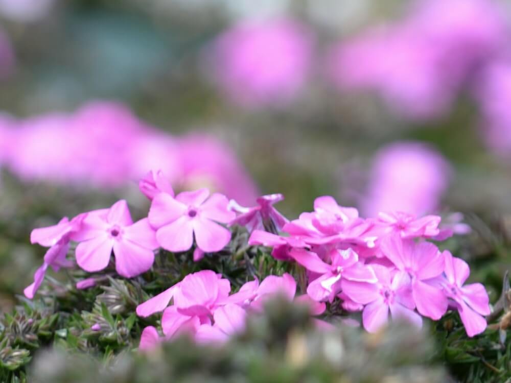 芝桜 シバザクラ の花言葉 由来や種類 名所はどこ Greensnap グリーンスナップ