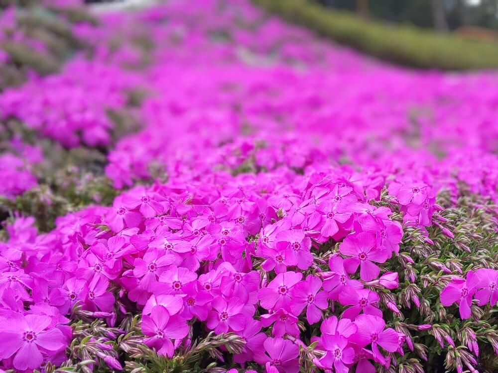 芝桜　シバザクラ