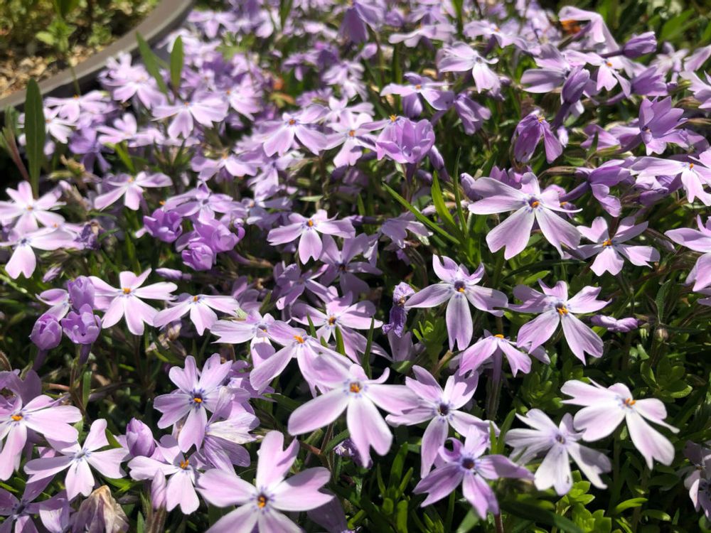 芝桜　シバザクラ