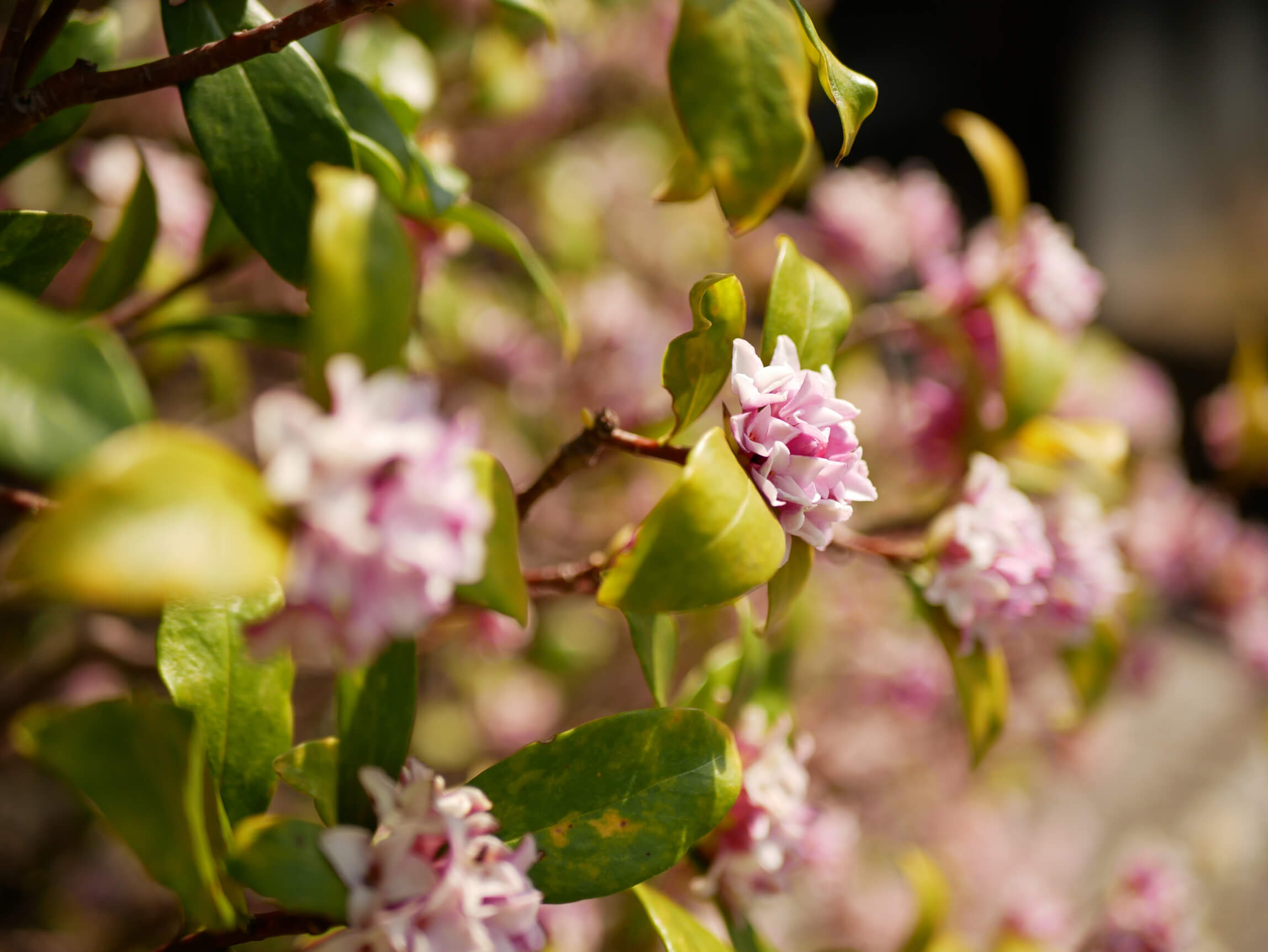 沈丁花 ジンチョウゲ の花言葉 種類や特徴 香りの楽しみ方 Greensnap グリーンスナップ