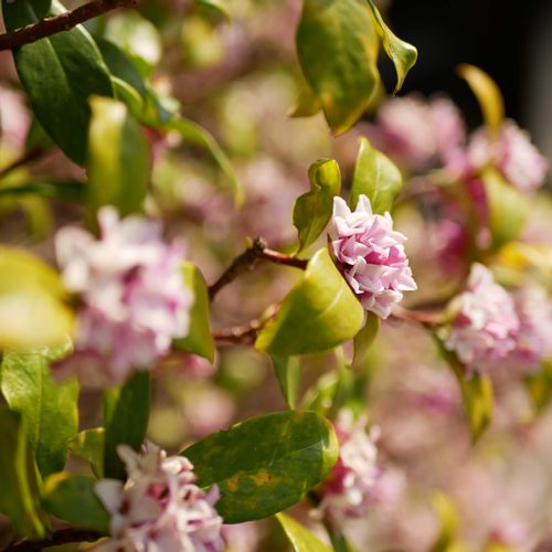 沈丁花 ジンチョウゲ の花言葉 色別の意味や由来は 花の季節や種類は Greensnap グリーンスナップ