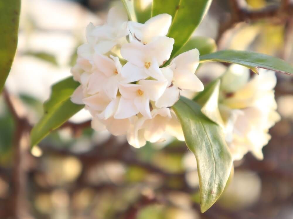 沈丁花　ジンチョウゲ