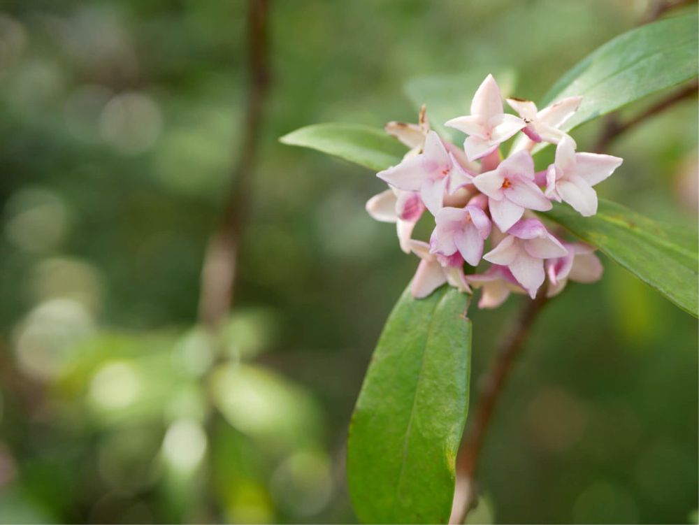 沈丁花　ジンチョウゲ