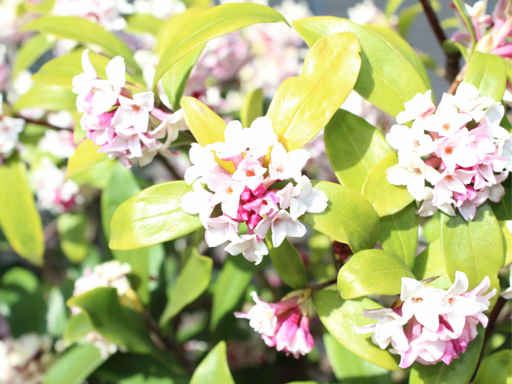 沈丁花 ジンチョウゲ の花言葉 色別の意味や由来は 種類や香りの楽しみ方は Greensnap グリーンスナップ