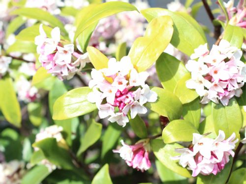 沈丁花 ジンチョウゲ の花言葉 色別の意味や由来は 花の季節や種類は Greensnap グリーンスナップ