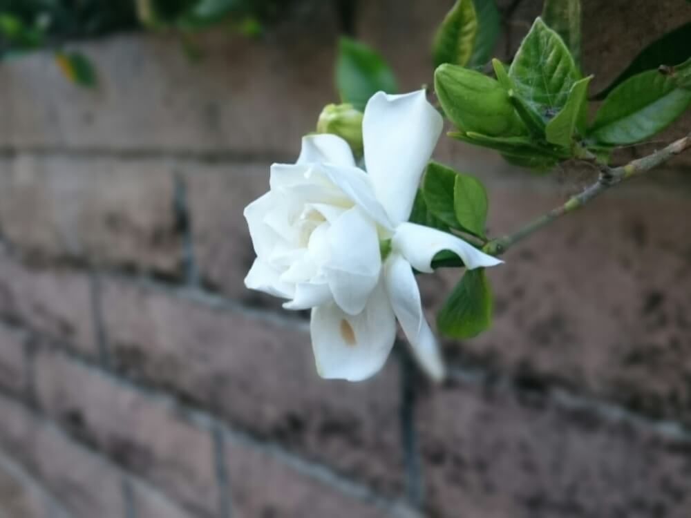 ヒメクチナシ　白い花