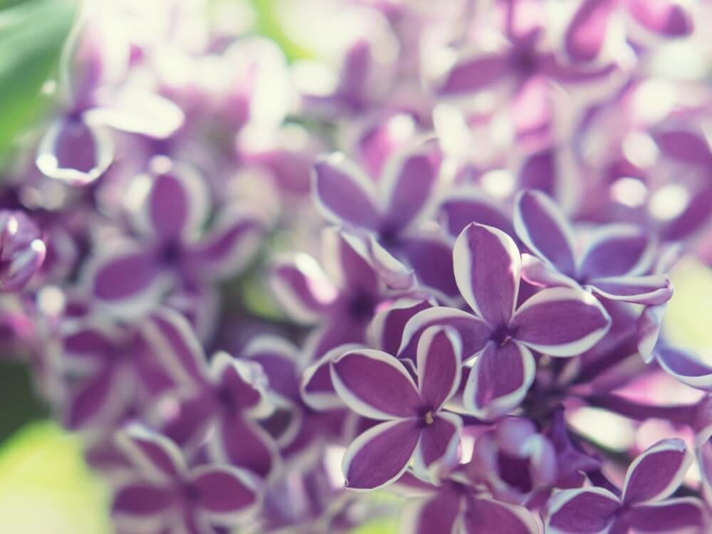 ライラック　センセーション