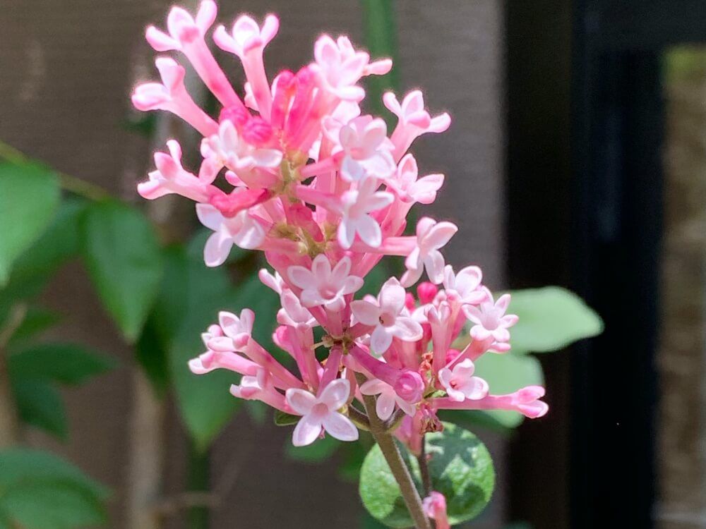 ライラック　ティンカーベル