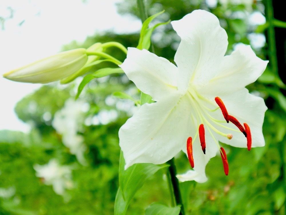 カサブランカ　　白い花