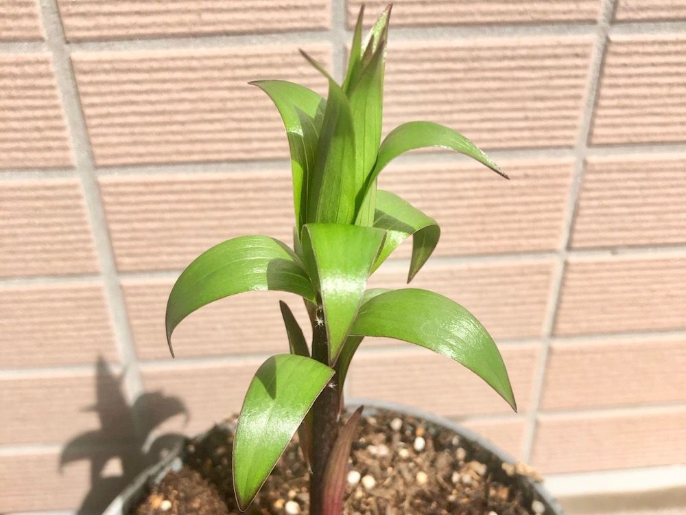 カサブランカ　　鉢植え　株