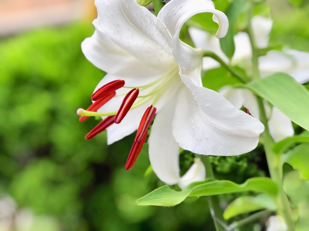 カサブランカ　　白い花