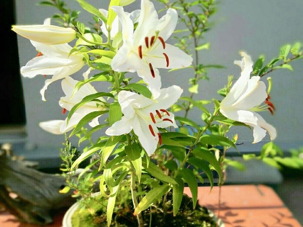 カサブランカ　　白い花