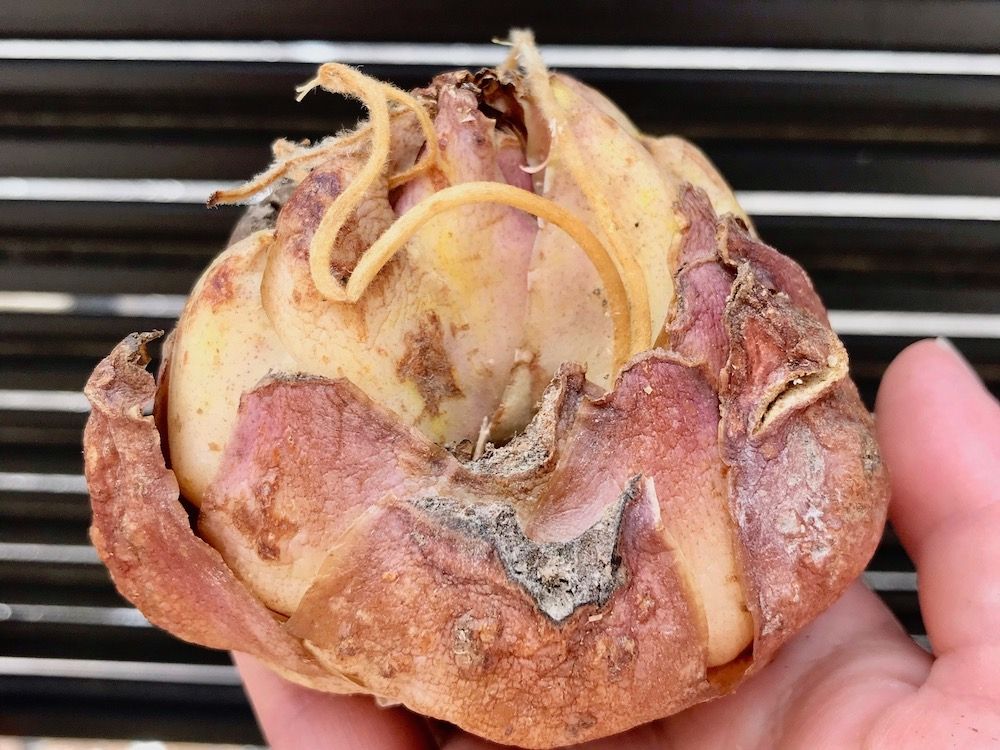 ユリ　百合　カサブランカ