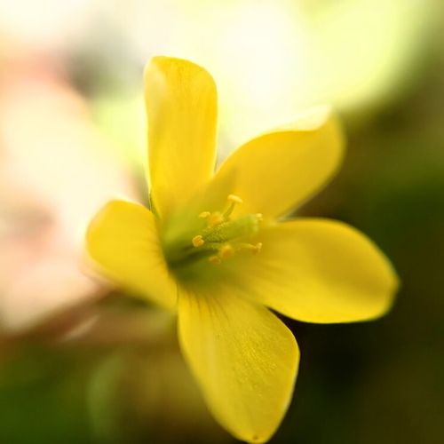 カタバミの花言葉 意味や由来は 花の特徴や種類 雑草としての対策は Greensnap グリーンスナップ
