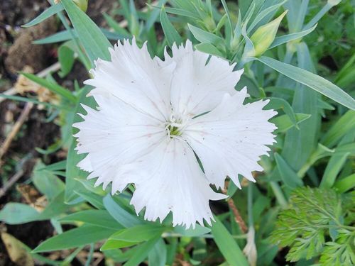 ナデシコ 撫子 の花言葉 色別の意味や花の種類 見頃の季節は Greensnap グリーンスナップ