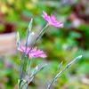 ナデシコ(撫子)の花言葉｜色別の意味や花の種類、見頃の季節は？の画像