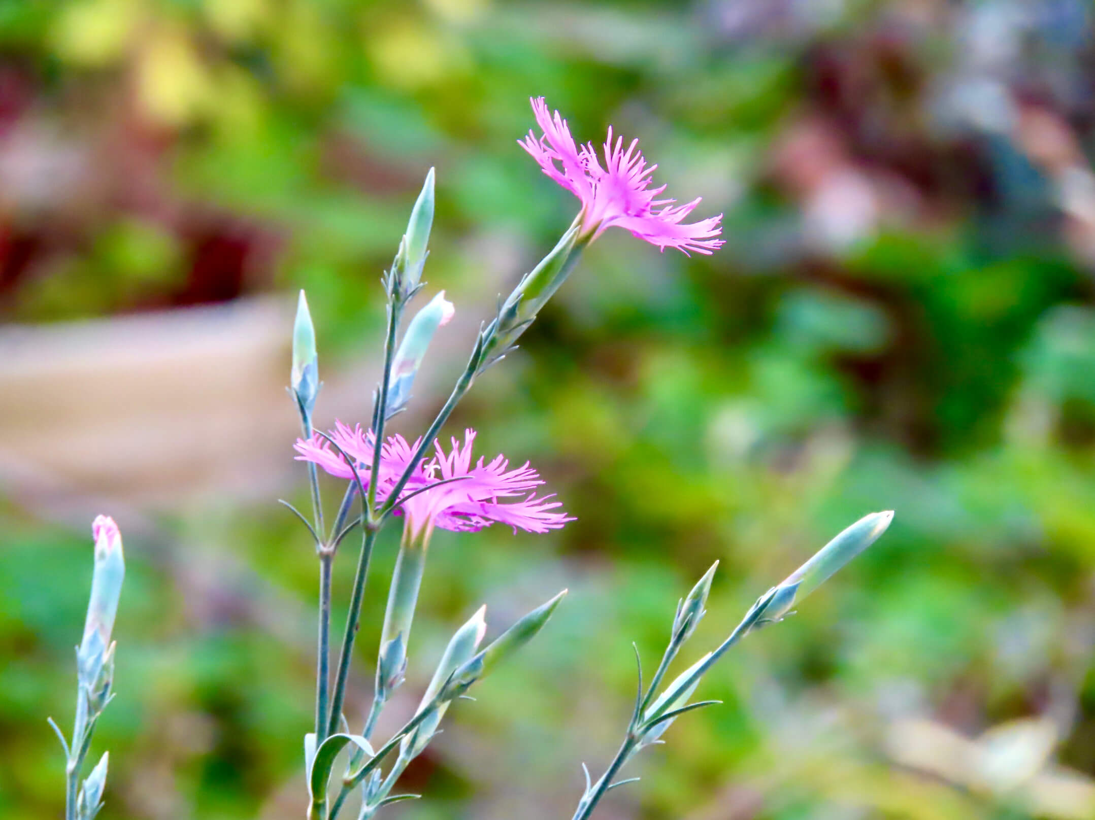 ナデシコ 撫子 の花言葉 色別の意味や種類 花の季節は Greensnap グリーンスナップ