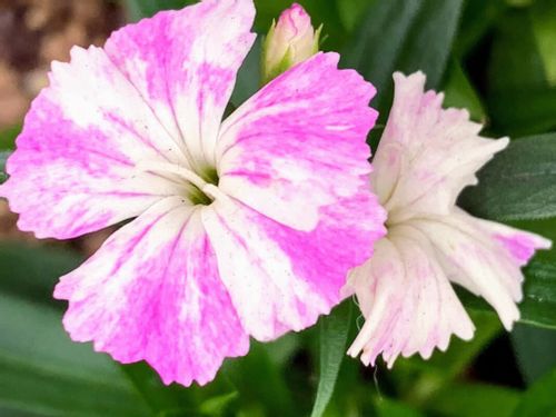 ナデシコ 撫子 の花言葉 色別の意味や花の種類 見頃の季節は Greensnap グリーンスナップ