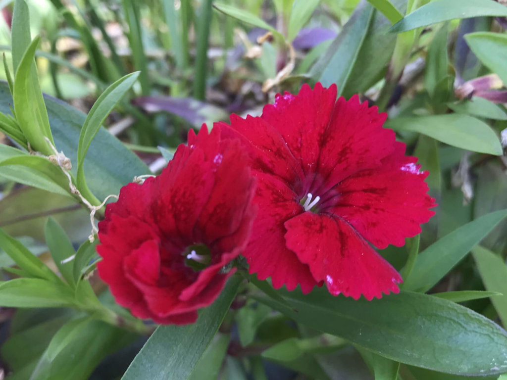 ナデシコ 撫子 の花言葉 色別の意味や種類 花の季節は Greensnap グリーンスナップ